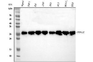 Western blot analysis of 14-3-3 zeta/delta using anti-14-3-3 zeta/delta antibody (ABIN5693157). (14-3-3 zeta Antikörper)