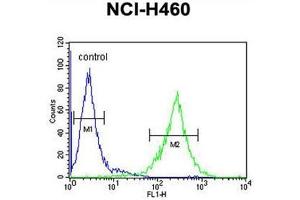 C2orf51 Antibody (Center) flow cytometric analysis of NCI-H460 cells (right histogram) compared to a negative control cell (left histogram). (TEX37 Antikörper  (Middle Region))