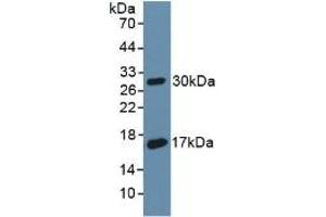 Detection of Recombinant CD55, Rat using Polyclonal Antibody to Cluster Of Differentiation 55 (CD55) (CD55 Antikörper  (AA 254-372))