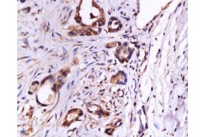 Immunohistochemistry (Paraffin-embedded Sections) (IHC (p)) image for anti-Endoglin (ENG) (AA 601-658) antibody (ABIN670401)