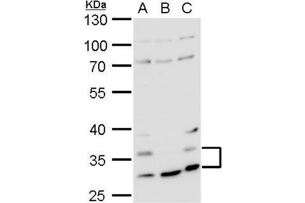 HRH4 Antikörper  (N-Term)