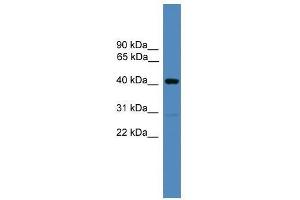 ADRM1 antibody used at 0.
