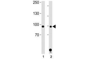 STAT1 antibody western blot analysis in (1) HeLa and (2) Jurkat lysate.