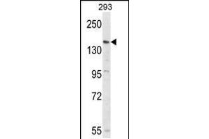 Western blot analysis of PCDH17 Antibody in 293 cell line lysates (35ug/lane) (PCDH17 Antikörper  (C-Term))