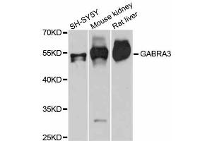 Western blot analysis of extracts of various cell lines, using GABRA3 antibody (ABIN5997770) at 1:3000 dilution. (GABRA3 Antikörper)