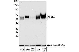 Western Blotting (WB) image for anti-V-type immunoglobulin domain-containing suppressor of T-cell activation (VISTA) (AA 250-311) antibody (ABIN7454034)