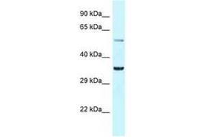 Image no. 1 for anti-Basic Helix-Loop-Helix Family, Member E41 (BHLHE41) (N-Term) antibody (ABIN6747727) (BHLHE41 Antikörper  (N-Term))