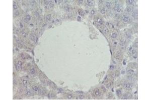 Mouse liver was stained by Pre-immuno Serum (negative control) (NR1H4 Antikörper  (AA 446-476))