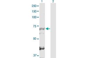 Western Blot analysis of DBF4 expression in transfected 293T cell line by DBF4 MaxPab polyclonal antibody. (DBF4 Antikörper  (AA 1-674))