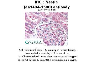 Image no. 2 for anti-Nestin (NES) (AA 1484-1500) antibody (ABIN1737269) (Nestin Antikörper  (AA 1484-1500))