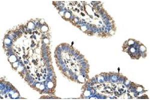 Immunohistochemical staining (Formalin-fixed paraffin-embedded sections) of human intestine with DMTF1 polyclonal antibody  at 4-8 ug/mL working concentration. (DMP1 Antikörper  (C-Term))