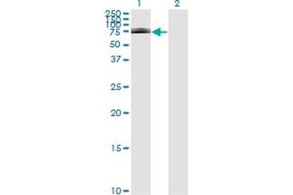 IRAK1 antibody  (AA 530-693)