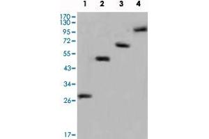 Western blot analysis using GFP monoclonal antibody, clone 4B10B2  against recombinant GFP fusion protein (1) and various recombinant fusion protein with GFP tag (2, 3, 4).