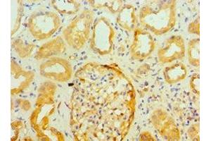 Immunohistochemistry of paraffin-embedded human kidney tissue using ABIN7143947 at dilution of 1:100 (SNCA Antikörper  (AA 61-140))