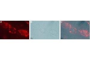 Expression of GFRA1 in live intact rat C6 glioma cells - Cell surface detection of GFRA1 in live intact rat C6 glioma cells with Anti-GFR alpha 1 (extracellular) Antibody (ABIN7043211, ABIN7044777 and ABIN7044778), (1:50), followed by goat-anti-rabbit-DyLight-594 secondary antibody (red) (A). (GFRA1 Antikörper  (Extracellular))