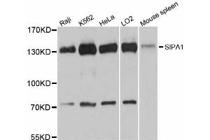 Western blot analysis of extracts of various cell lines, using SIPA1 antibody. (SIPA1 Antikörper)