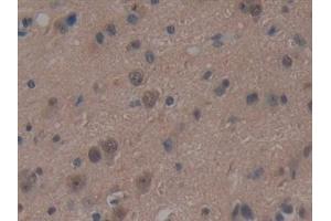 Immunohistochemistry (IHC) image for anti-Ubiquitin-Like Modifier Activating Enzyme 7 (UBA7) (AA 429-488) antibody (ABIN7433036)