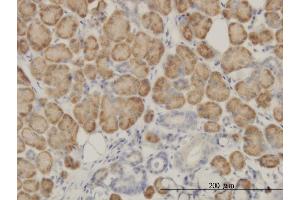 Immunoperoxidase of monoclonal antibody to SRGAP1 on formalin-fixed paraffin-embedded human salivary gland.