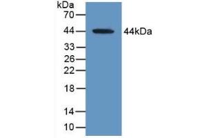 Detection of Recombinant MAG, Human using Polyclonal Antibody to Myelin Associated Glycoprotein (MAG) (MAG Antikörper  (AA 133-237))