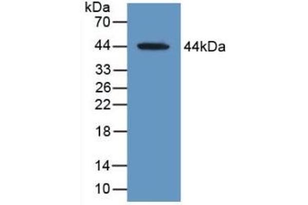 MAG Antikörper  (AA 133-237)