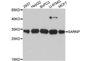 Western blot analysis of extracts of various cell lines, using SARNP antibody (ABIN6291911) at 1:3000 dilution.