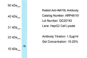 WB Suggested Anti-NAT8L Antibody   Titration: 1. (NAT8L Antikörper  (C-Term))