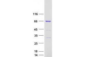 Validation with Western Blot (CSTF2 Protein (Myc-DYKDDDDK Tag))