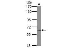 Image no. 1 for anti-Bridging Integrator 2 (BIN2) (AA 1-239) antibody (ABIN1496921) (BIN2 Antikörper  (AA 1-239))
