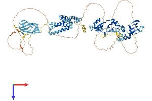 Cyclin M2 Protein (CNNM2) (AA 1-875) (His tag)