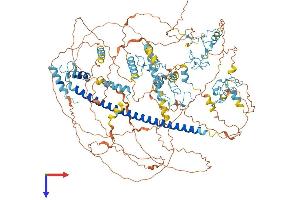 MYT1 Protein (AA 1-1127) (His tag)