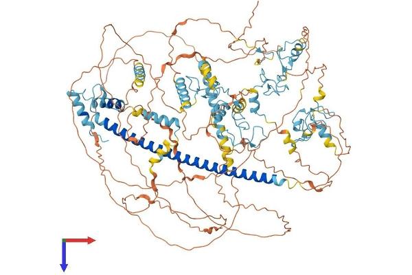 MYT1 Protein (AA 1-1127) (His tag)