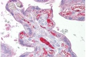 Anti-SLC26A4 antibody IHC staining of human placenta. (SLC26A4 Antikörper  (Internal Region))