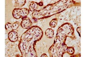 IHC image of ABIN7172411 diluted at 1:300 and staining in paraffin-embedded human placenta tissue performed on a Leica BondTM system. (VGLL1 Antikörper  (AA 139-250))