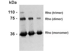 Western Blot analysis of Bovine photoreceptor membranes showing detection of Rhodopsin protein using Mouse Anti-Rhodopsin Monoclonal Antibody, Clone 4D2 (ABIN863082 and ABIN863083).