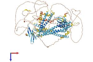 WWC1 Protein (AA 1-1104) (His tag)