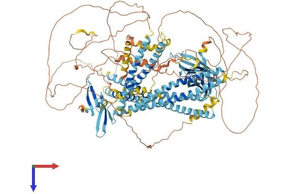 WWC1 Protein (AA 1-1104) (His tag)