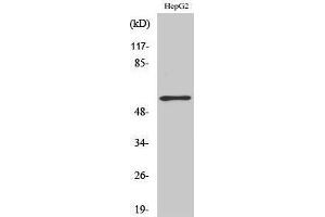 Western Blotting (WB) image for anti-TH (pSer71) antibody (ABIN3180445) (TH Antikörper  (pSer71))