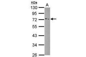 Image no. 1 for anti-Glycerol Phosphate Dehydrogenase 2, Mitochondrial (GPD2) (AA 74-306) antibody (ABIN1498502) (GPD2 Antikörper  (AA 74-306))