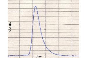 product purity: gel permeation chromatography (Superose 12/HR) (IgE Protein)