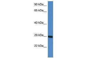 Western Blot showing Prrg3 antibody used at a concentration of 1. (PRRG3 Antikörper  (N-Term))