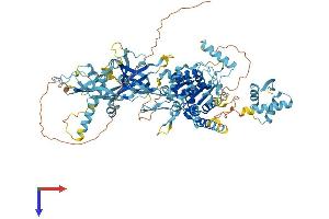 MCM8 Protein (AA 1-840) (His tag)