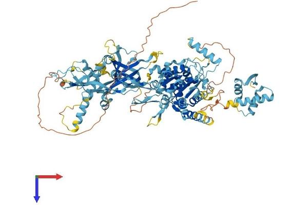 MCM8 Protein (AA 1-840) (His tag)