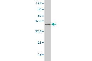 Western Blotting (WB) image for anti-TNF Receptor-Associated Factor 6 (TRAF6) (AA 413-522) antibody (ABIN521096)