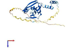 CENPV Protein (AA 1-252) (His tag)