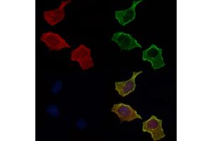 ABIN6257035 and ABIN6275629 staining Hela cells by IF/ICC.