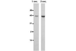 Western blot of HSPBP1 polyclonal antibody  in 15 ug/protein from MCF-7 cells per lane and probed with 1 : 1000 dilution of th affinity purified antibody. (HSPBP1 Antikörper  (AA 84-359))