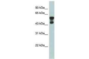 PAFAH1B1 antibody used at 1 ug/ml to detect target protein. (PAFAH1B1 Antikörper  (N-Term))