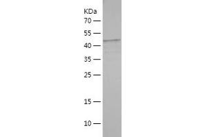 Western Blotting (WB) image for V-Raf Murine Sarcoma 3611 Viral Oncogene Homolog (ARAF) (AA 1-227) protein (His-IF2DI Tag) (ABIN7125682)
