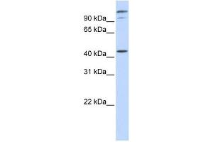 AFG3L2 antibody used at 1 ug/ml to detect target protein. (AFG3L2 Antikörper)