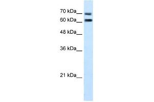 FAM55D antibody used at 5 ug/ml to detect target protein. (FAM55D Antikörper  (C-Term))